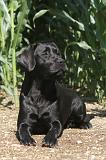 LABRADOR 013